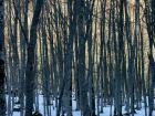 Forest of Abruzzi