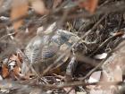 Caroline, la tortue de Geyik