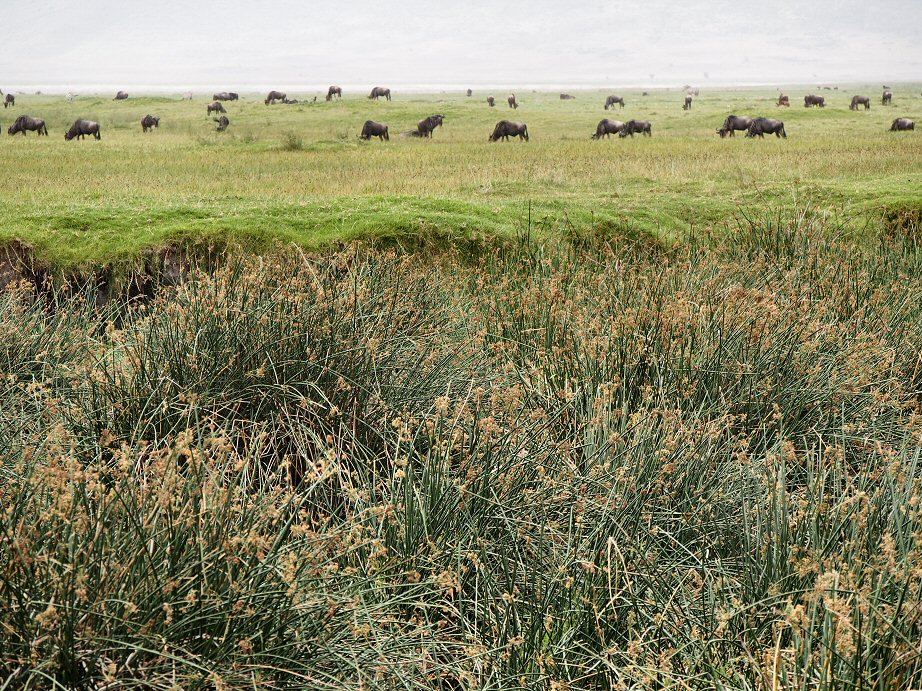 NgoroNgoro