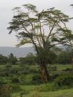 NgoroNgoro