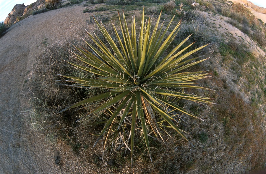 Cactus de Joshua