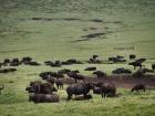 NgoroNgoro