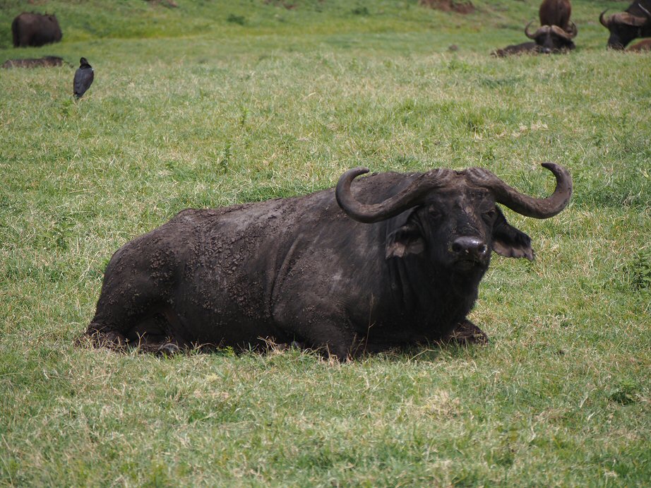 NgoroNgoro