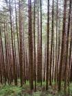 Choschuenco forest, Chile