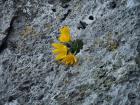 Crocus des falaises