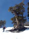 Mount Baden powell