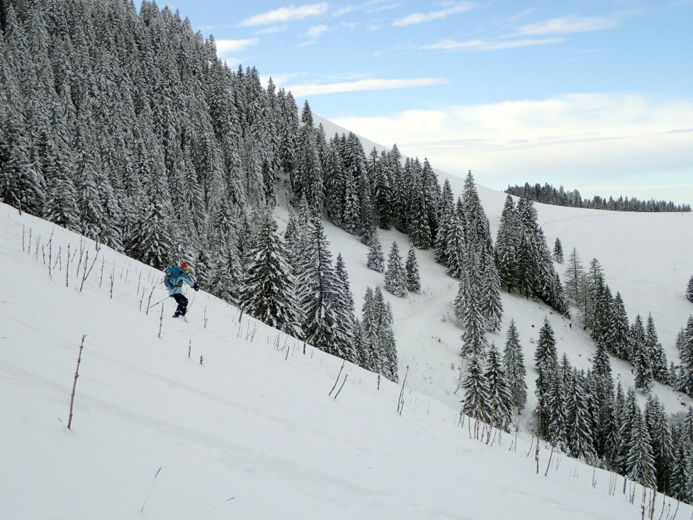 Slalom dans les gentianes