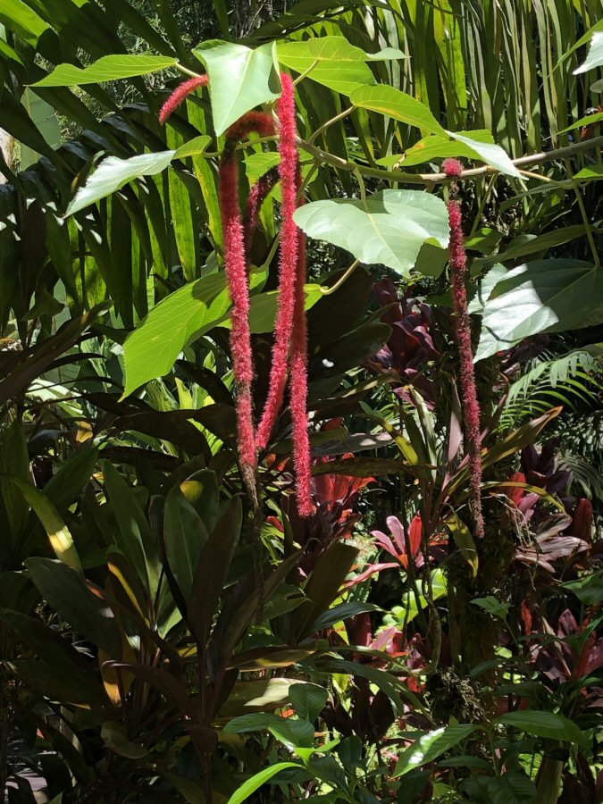 jardin Botanique tropical d'Hawaii