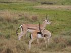 NgoroNgoro