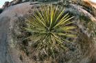 Spike tree, CA