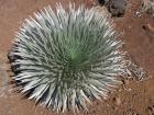 Ahinahina la plante endemique d'Haleakala