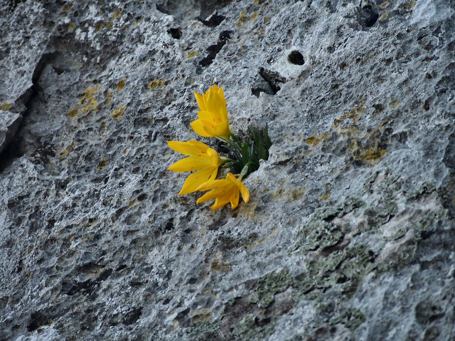 Crocus des falaises