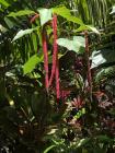 jardin Botanique tropical d'Hawaii