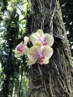 jardin Botanique tropical d'Hawaii