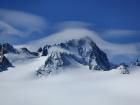 Chardonnet