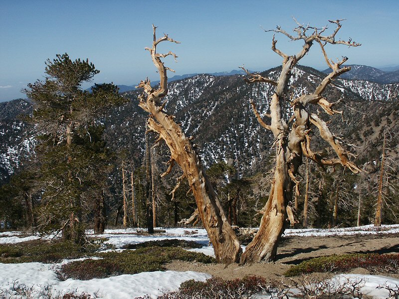 Mount Baden powell