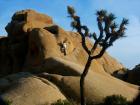 Joshua Tree