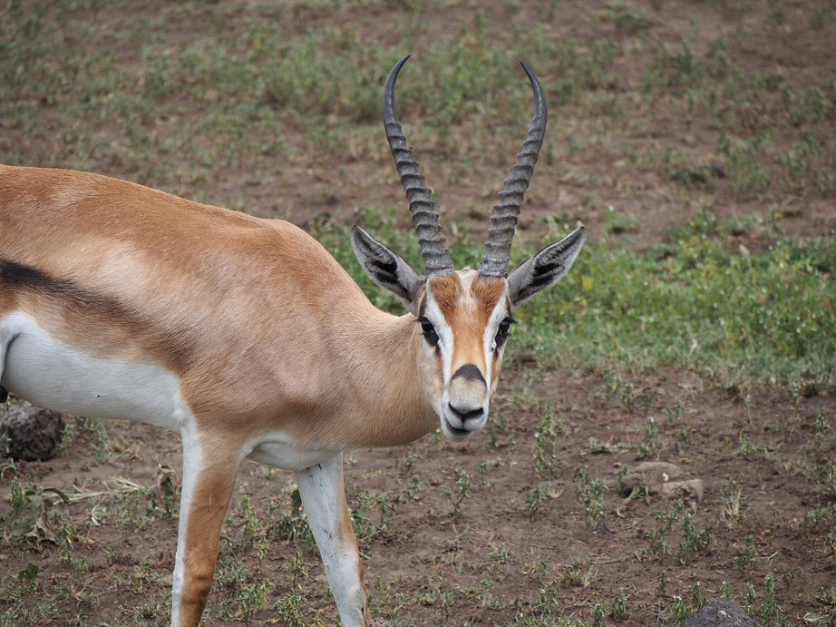 NgoroNgoro