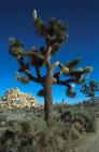 Joshua tree