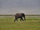 NgoroNgoro