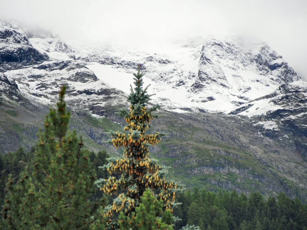 Neige d'Aout, Engadin