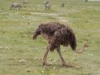 NgoroNgoro