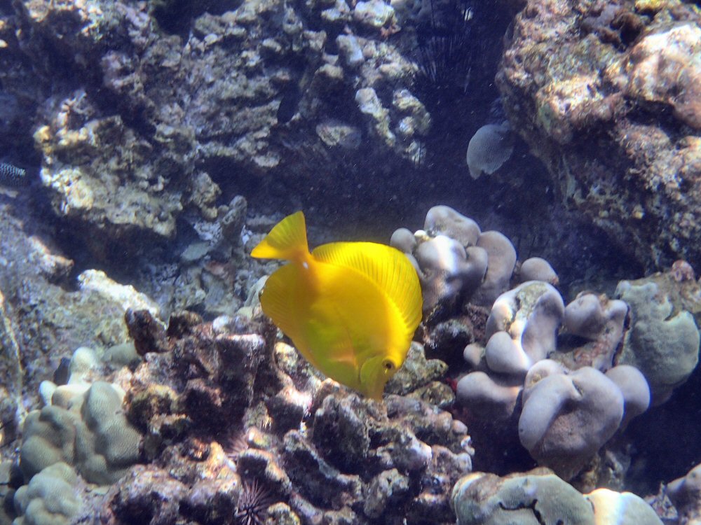 Cook bay snorkeling