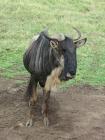 Gnu