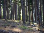 Les forets du col de Verghio