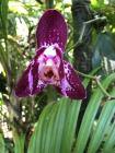 jardin Botanique tropical d'Hawaii