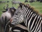 NgoroNgoro