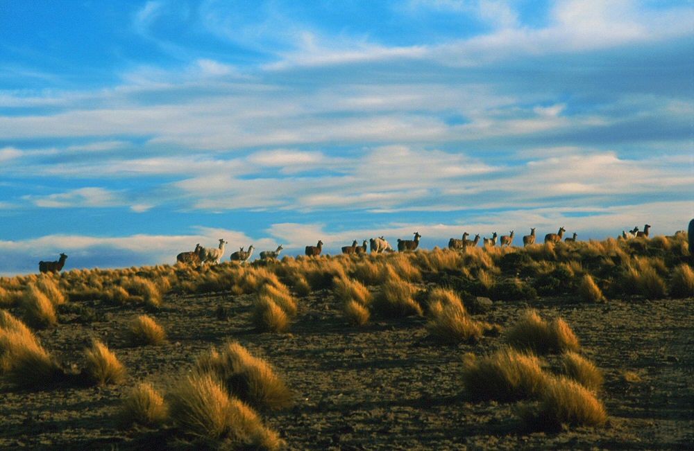 on a way to Tatio, Chile