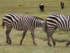 NgoroNgoro