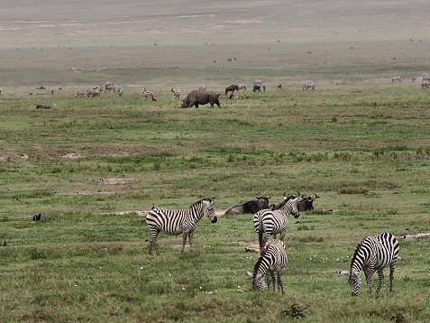 NgoroNgoro