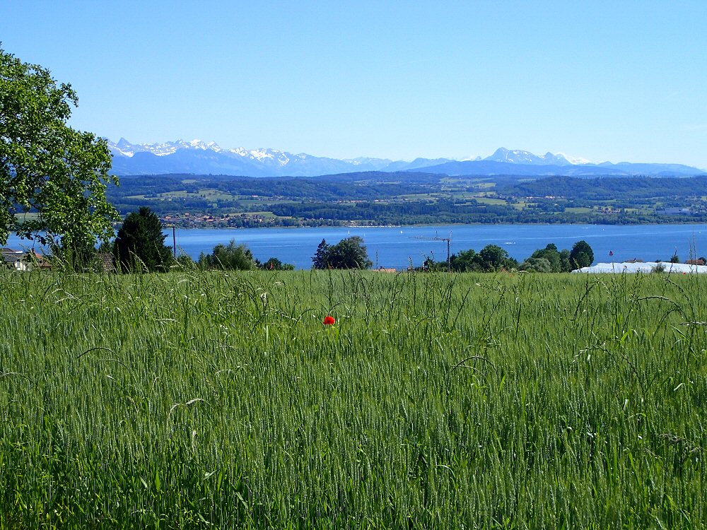 Mont Vully