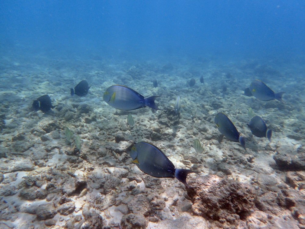 Makalawena beach