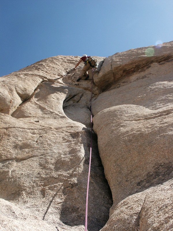 Joshua tree