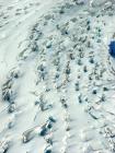 Stauning Alpen, Greenland