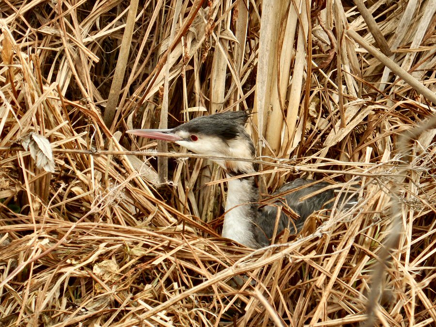 Le grebe huppé