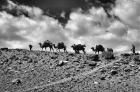 Camel on a way to Mustaghata base camp