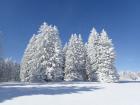 Vieux Sapins