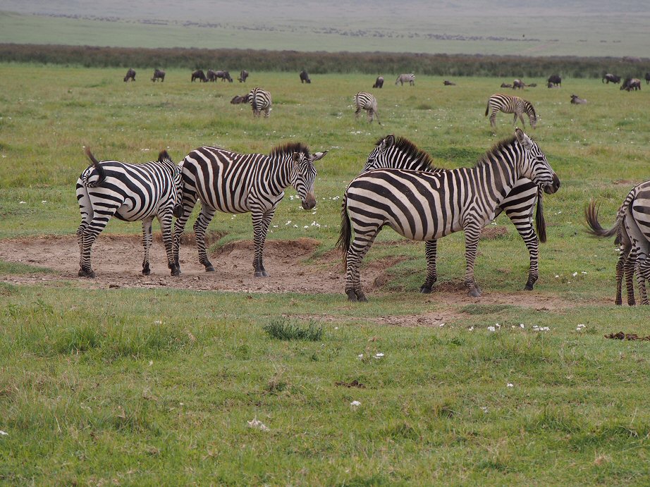 NgoroNgoro