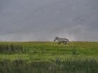 NgoroNgoro