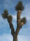 Joshua tree