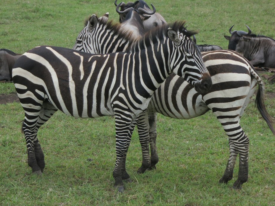 NgoroNgoro