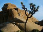 Joshua tree