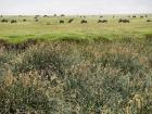 NgoroNgoro