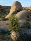 Joshua tree