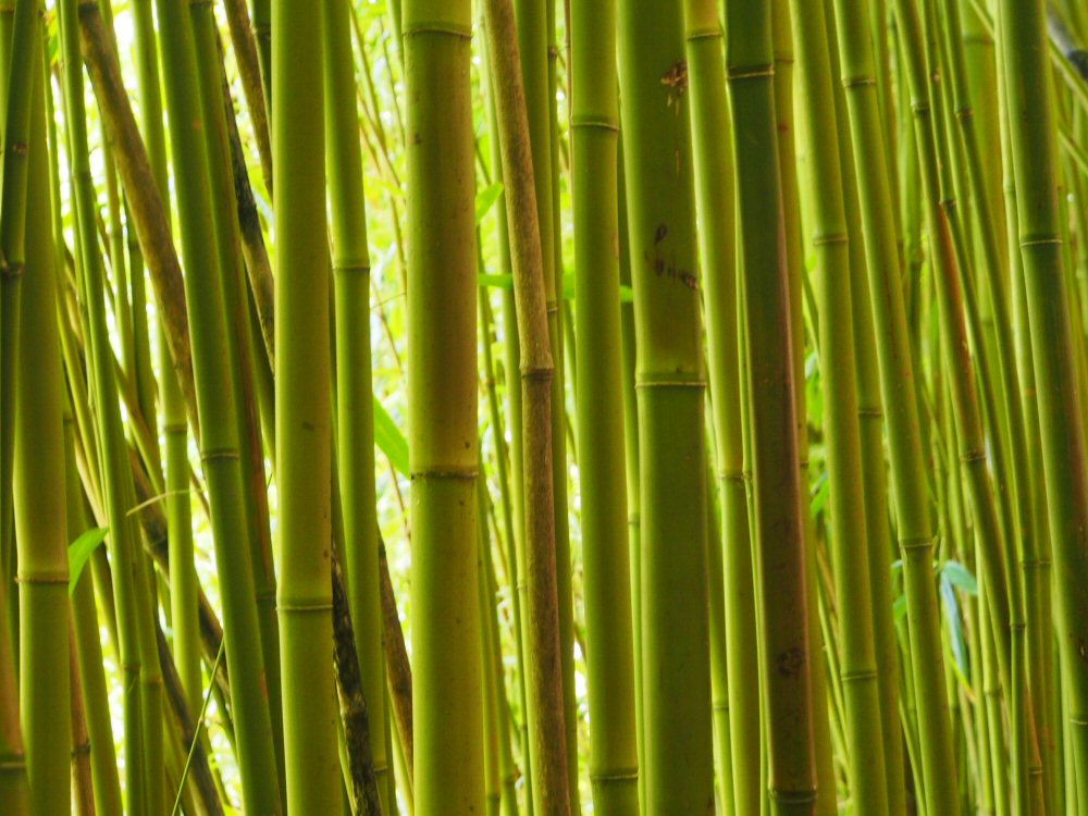 Bamboo par çi...