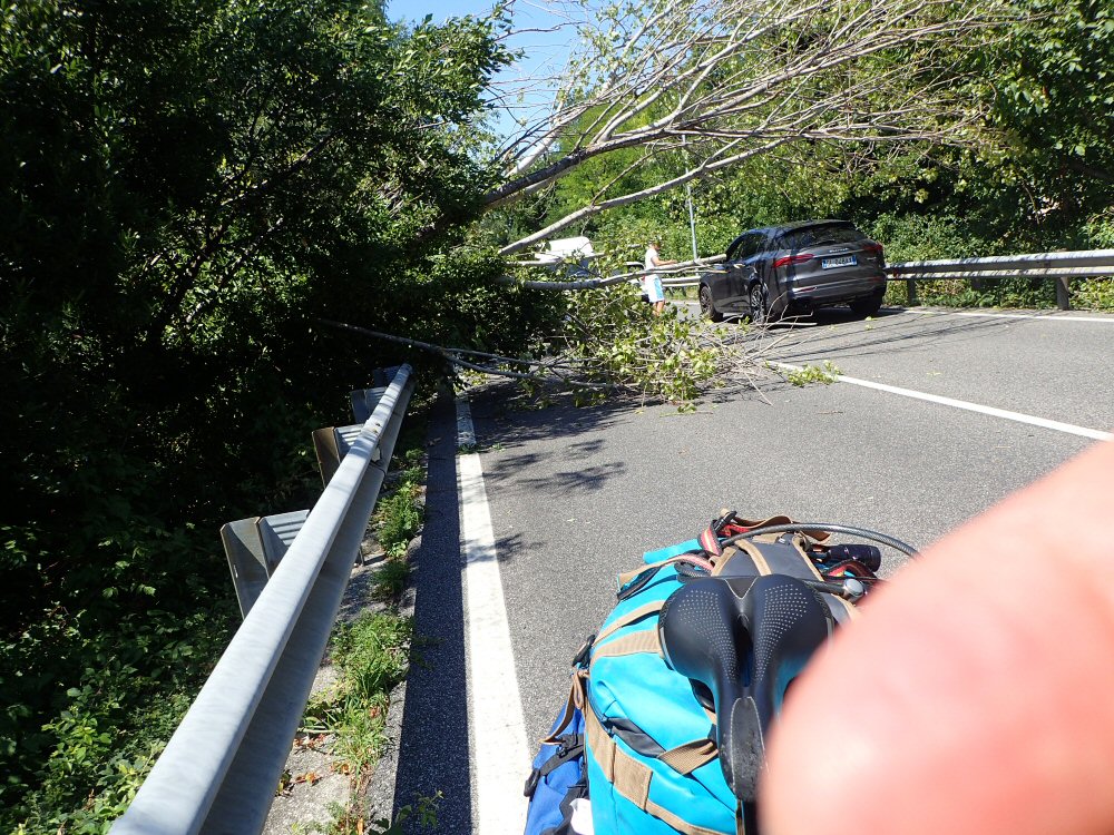 chute d'arbre sur route